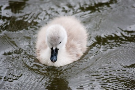 baby swan