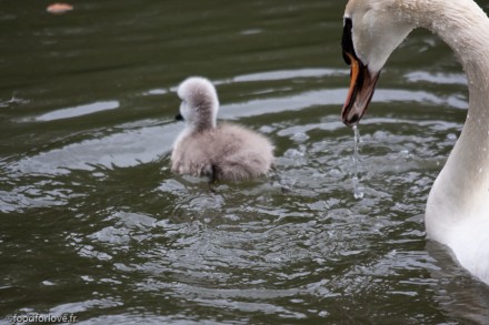 big mama watching over baby swan
