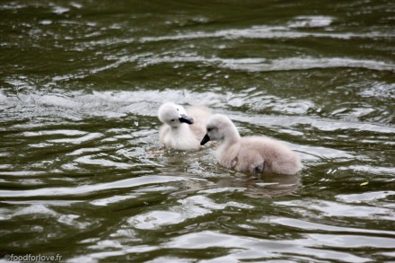 cute babies swan