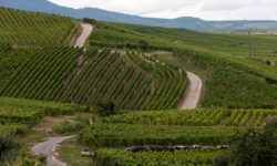Un Dimanche d’été, dans les Vignes …