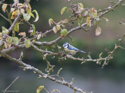 oiseau bleu